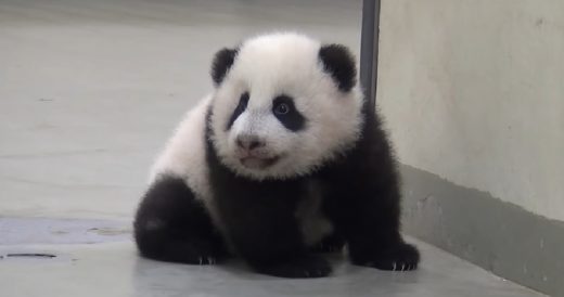 Curious Baby Panda Sneaks Away From Her Mom To Explore Her Surroundings