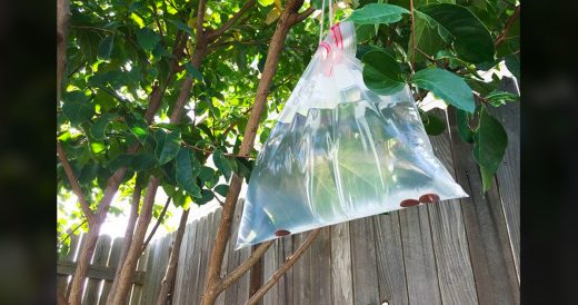 Woman Fills Bag With Water And Pennies To Deter Flies