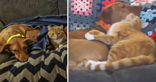 Nanny Cam Captures Cat Comforting Anxious Dog While Their Family Is Away