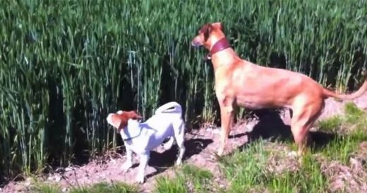 Dog Hears Whistle And Starts Jumping Through The Field Like A Kangaroo