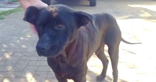 Stray Dog Leads Her Rescuers To Her Homeless Friend So She Can Get Help Too