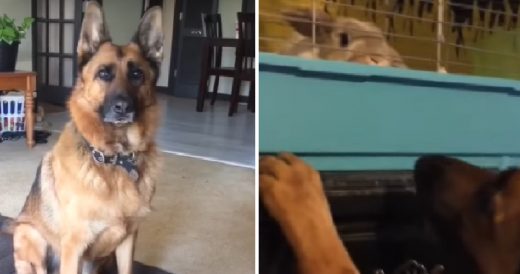 Loving German Shepherd Treats Her Owner’s Pet Bunny As If She’s Her Baby