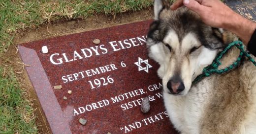 Mourning Dog Weeps At The Grave Of His Human Grandmother