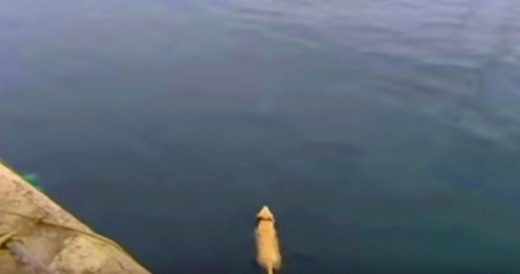 Dog Disappears Each Day Into The Ocean To Play With His Dolphin Friend