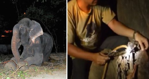 Abused Elephant Who Spent 50 Years With Spiked Chains Around His Feet Finally Ge...