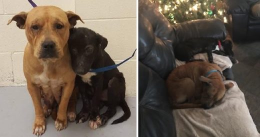 2 Sheltered Pit Bulls Who Worried About Their Futures Now Have A Forever Home