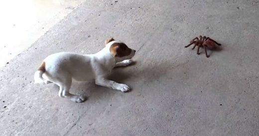 Puppy Comes Face-To-Face With Giant Spider And Shows It Who’s Boss