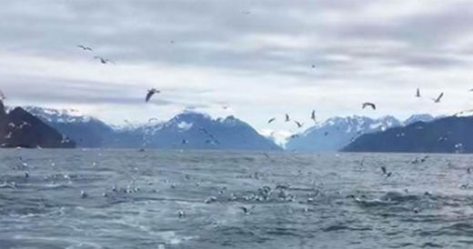 Man Is Surrounded By Seagulls And Takes Out Camera To Catch Whale Feeding Frenzy