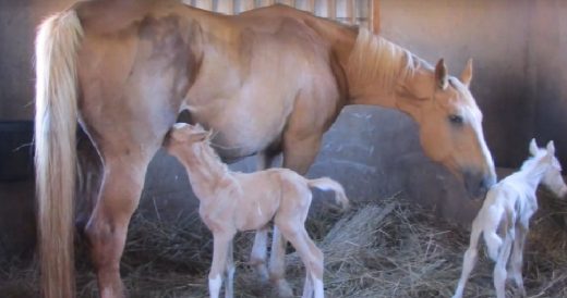 Pregnant Horse Gives Birth To Twin Foals After Being 7 Days Overdue