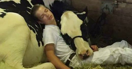 15-Year-Old Boy And His Cow Taking A Nap Together Is Too Cute For Words