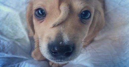 Neglected Puppy Born With A Tail On His Head Gets Rescued From The Freezing Cold