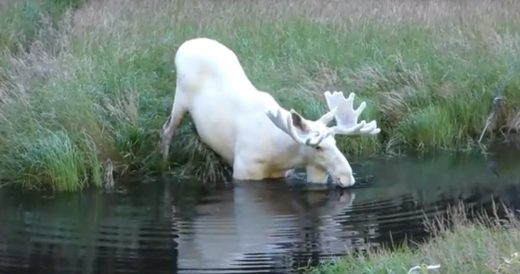 Unusual White Moose Is Discovered Taking A Dip In A Pond In Sweden