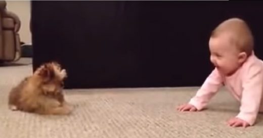 Tiny Shorkie Puppy And Baby Girl Have A Sweet Conversation