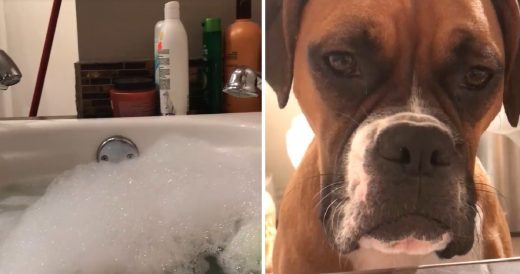 Woman’s 4 Nosy Dogs Spy On Her While She’s Trying To Take A Bath