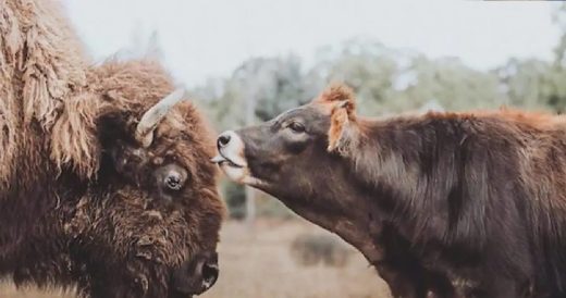 Blind Bison With No Friends Meets A Friendly Calf Named Oliver