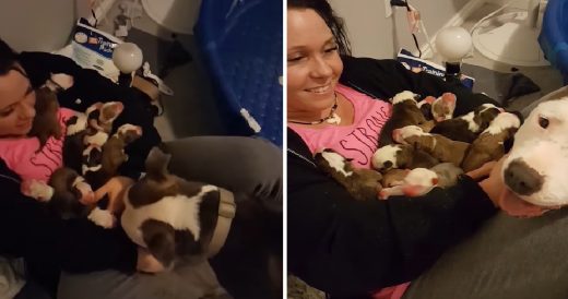 Sweet Momma Dog Gently Places All 11 Of Her Puppies Into Her Foster Mom’s Lap