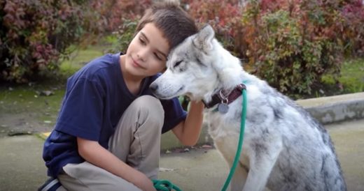 Stray Siberian Husky Recovers From Mange And Finds The Family Of Her Dreams