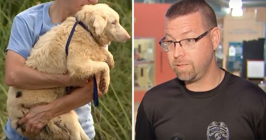 117 Abandoned Dogs Get Rescued After Homeowner Complains About Neighbor’s Smel...