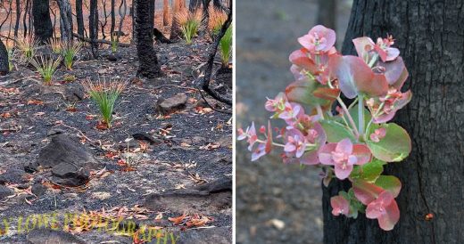 Australian Land Destroyed From Bushfires Already Showing Signs Of New Plant Grow...