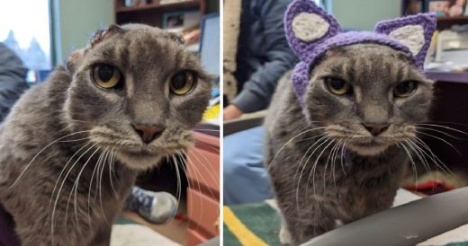 Stray Cat With Missing Ears Finally Finds Forever Home After Getting A Pair Of C...