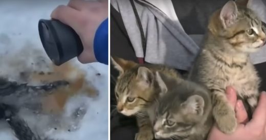 Man Saves Three Kittens With Warm Coffee After Their Tails Were Frozen To The Gr...