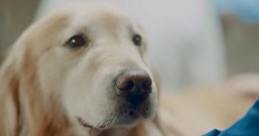 Man Buys $6 Million Super Bowl Ad To Thank Vet After He Saves His Dog From Cance...