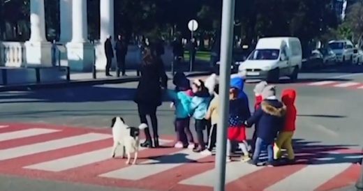 Courteous Stray Dog Helps Kindergarteners Cross Heavily Trafficked Road