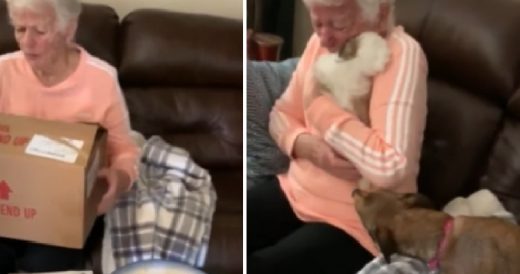 Grandma Who Recently Lost Her Dog Bursts Into Tears When She Receives A Puppy