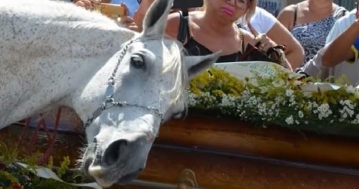 Mourning Horse Hugs His Owner’s Coffin, Saying His Final Goodbye