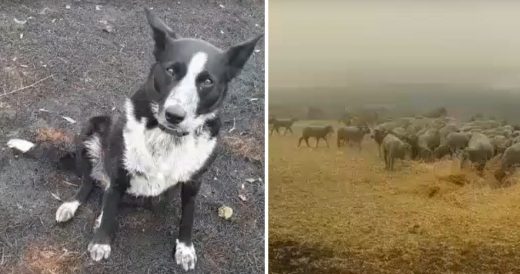 Heroic Herd Dog Saves More Than 220 Sheep From Australian Bushfires