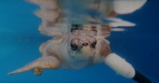 Injured Sea Turtle Can Swim Again With Her New Prosthetic Flipper