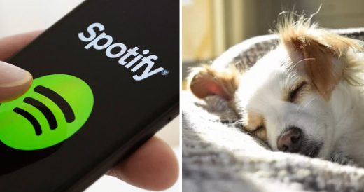 Pet Owners Can Now Create Curated Playlists For Their Music-Loving Dog