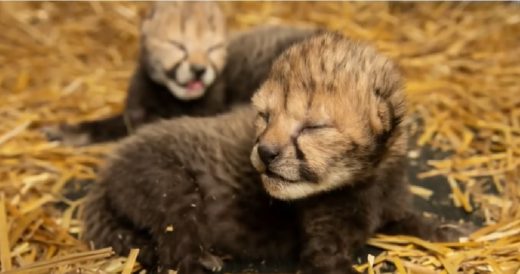 2 Cheetah Cubs Were Born To A Surrogate Mother Via First IVF Treatment To Preven...