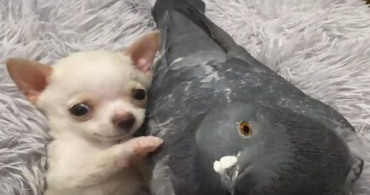 Tiny Chihuahua Who Can’t Walk Forms Strong Friendship With Pigeon Who Can’t ...