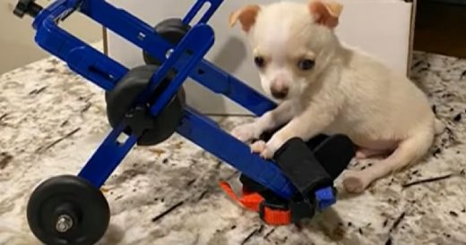 Disabled Puppy Who’s Best Friends With Flightless Pigeon Gets A Tiny Wheelchai...