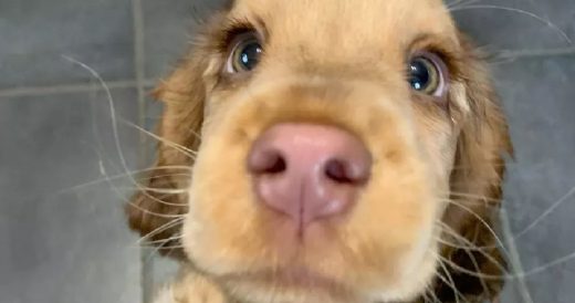 Pup With Gorgeous Eyes And Lashes Looks Like She Came Out Of A Fairy Tale