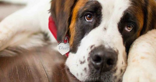 Coors Light Will Be Paying For 1,000 Dogs To Get Adopted In The Month Of Februar...