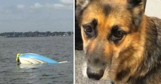 Loyal German Shepherd Swims 11 Hours To Save Her Owner After A Boating Accident