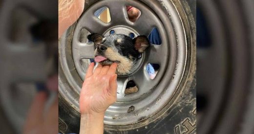 Firefighters Rescue Puppy Stuck In Metal Tire Rim By Carefully Cutting Her Free