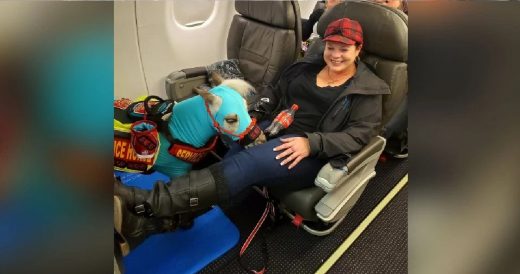 Woman Granted The Right To Take Miniature Horse On Plane As A Service Animal