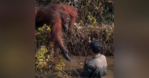 Wild Orangutan Offers His Hand To Help Man Get Out Of Snake-Infested Waters