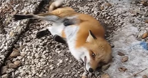 Energetic Rescued Fox Has Adorable Reaction When She’s Greeted In The Morning