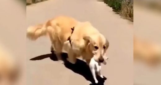 Caring Golden Retriever Brings Home Lone Stray Kitten And Saves Its Life