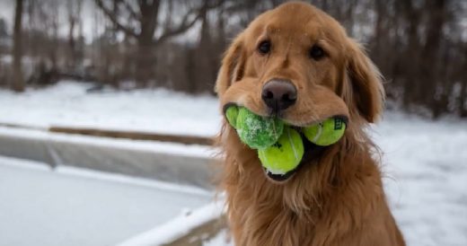 Golden Retriever Who Can Fit 6 Tennis Balls In His Mouth Breaks Guinness World R...