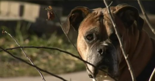 New Law Establishes Rules For When Dogs Can Be Left Outside And It’s Controver...