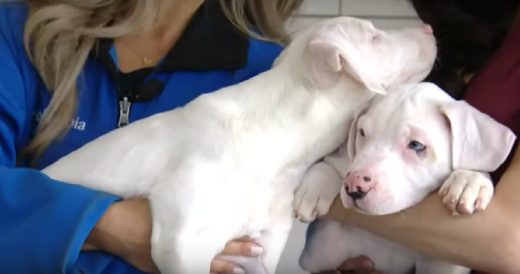 Puppy Who Can’t See Or Hear Uses Her Brother As A Seeing-Eye Dog