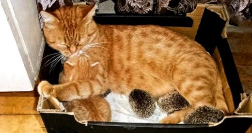 Momma Cat Cares For Orphaned Baby Hedgehogs As If They’re Her Own