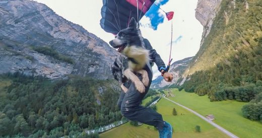 Brave Dog Jumps Off 2,000 Foot Cliff And Lands Safely With A Parachute