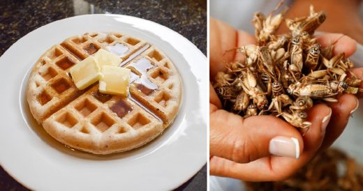 Scientists Are Keen To Replace Dairy Butter With Insect Butter As A Sustainable ...