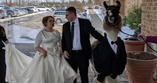 Brother Brings Llama In A Tuxedo To His Sister’s Wedding After Joking About It...